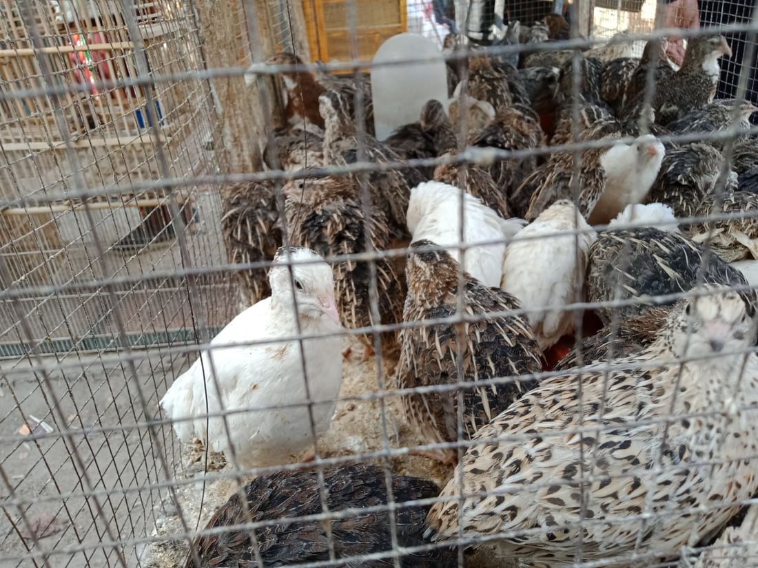 سوق الطيور في بغداد الجديدة.. نسخة من سوق الغزل وينافسه منذ السبعينات