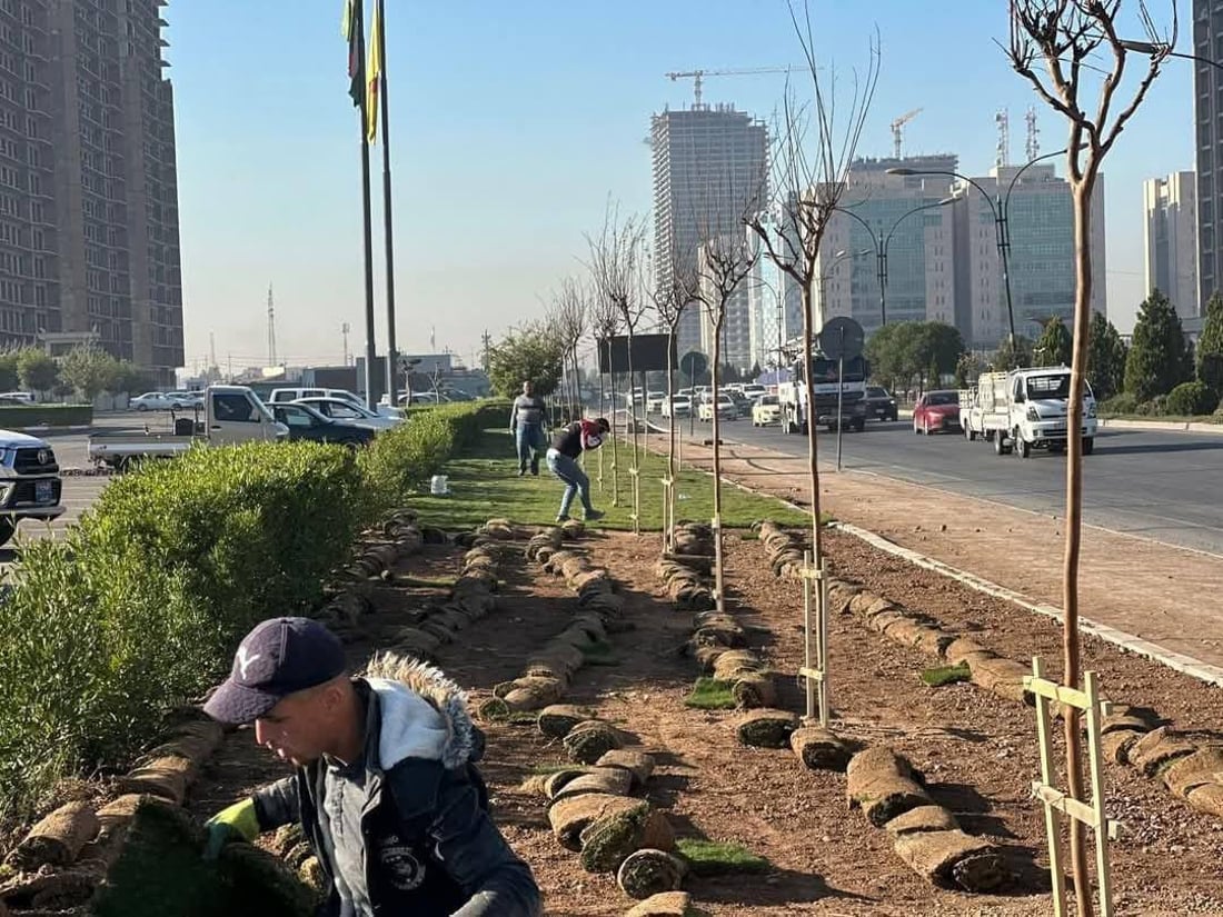 200 مەتر فریز لە بلواری نێوان شەقامەکان دەچێندرێت