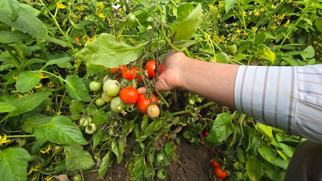 طالب أنباري يتمكن من تهجين الطماطة العراقية بالكرزية والناتج حامض حلو (صور)