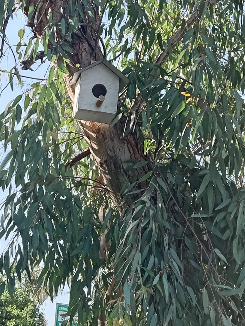 له‌ شه‌قڵاوه‌ هێلانه‌ى ده‌ستكرد بۆ باڵنده‌كان كێوییه‌كان دروست ده‌كرێت