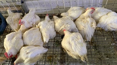 بۆنە ناخۆشەکەی مریشکەکانی پشدەر چارەسەر کرا