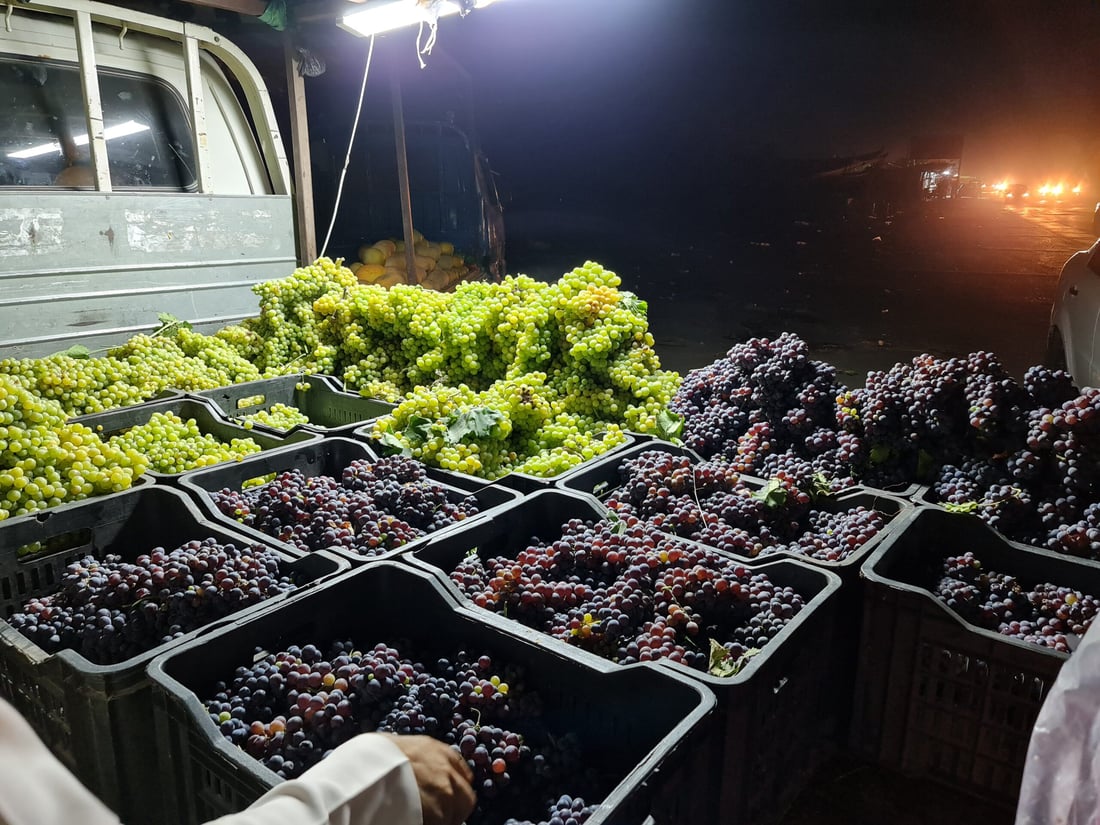 عنب الفرات نضج تحت ظلال النخيل.. صنف “المحاجير” متاح الآن عند مفرق غماس (صور)