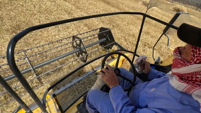 فيديو: الحنطة فوق ما يتخيل سهل نينوى.. سايلو برطلة يكافح لاستيعاب أطنان مضاعفة