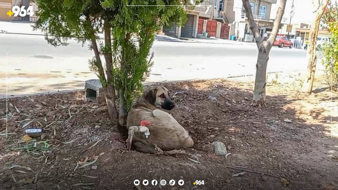 تەنیا مانگی سێ 78 حاڵەتی گەستنی سەگ لە هەولێر هەبووە