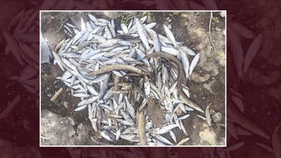 به‌داوادچوون بۆ‌ ژه‌هرخواردكردنى سه‌دان ماسی له‌ چه‌می ئاوه‌سپی ده‌كرێت