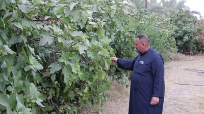 اقطف تين سامراء حتى الشتاء ورغم غلائه يطلب للمربى والتجفيف (فيديو)