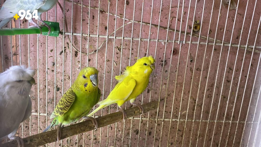 صور: الفنجس يزيح الكناري من سوق الناصرية.. لماذا أزال الباعة أعشاش الطيور؟