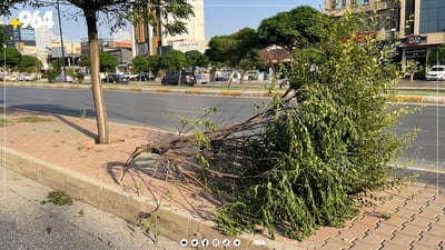 250 داری سەبەحبەح لە سلێمانی شکاون