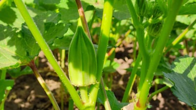 شێوازی دڵۆپاندن باشترین رێگەیە بۆ ئاودانی بامێ