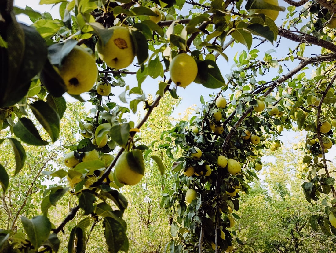 طبخ مربى “العرموط” بدأ وموائد الخريف تحتفل بقطاف وفير على سفوح أربيل
