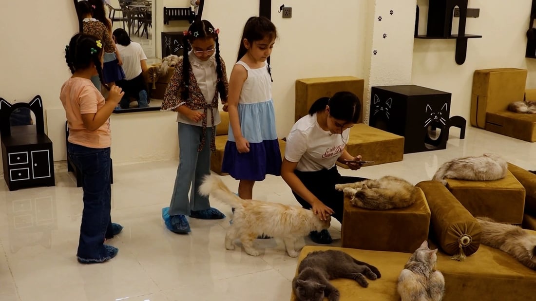 Cat café opens in Baqubah, offering safe space for pet lovers