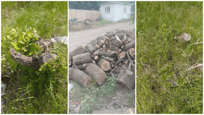 لە گاپێڵۆن و تەوێڵە ژمارەیەک داری سەوز و باڵابەرز بڕدرانەوە