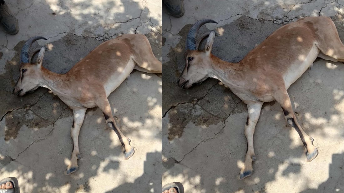 كێشه‌ى مرداربوونه‌وه‌ى کەڵەکێویەک لە گەرمیان گه‌یشته‌ دادگا