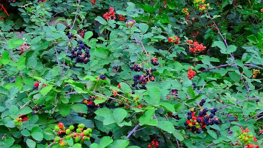 Blackberries thrive in Kurdistan but remain uncultivated despite popularity