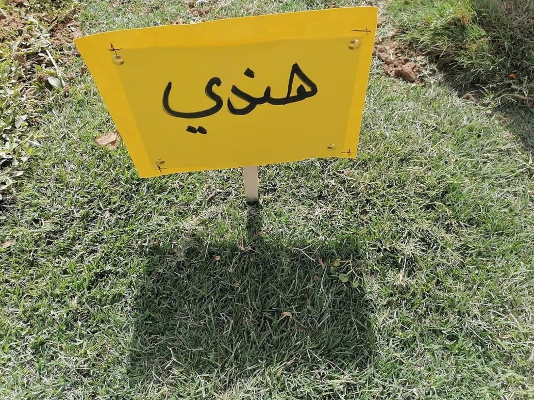 “بزايز بهرز” مركز زراعة “الثيل” في العراق.. تسوّق 5 أنواع للمنازل وملاعب الكرة