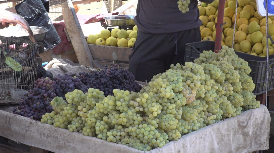 صور من الحلة: التين والعنب ينسيان الأهالي الرقي التالف.. القطاف سينتهي بعد شهر