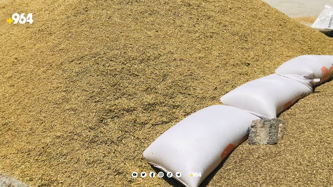 باس ھەر باسی گەنمە کەس ئاگای لە جۆ نەماوە