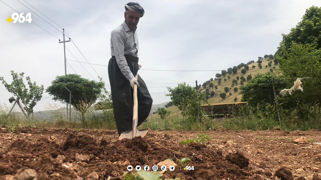 لە زۆرینەی زەوییە کشتوکاڵییەکان بە قەرز دەست بە چاندن کراوە