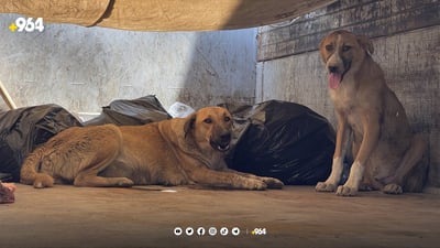 ئاژه‌ڵدۆستان داوا ده‌كه‌ن یاساكانى تایبه‌ت به‌ پاراستنى ئاژه‌ڵه‌كان توندوتۆڵ بكرێت