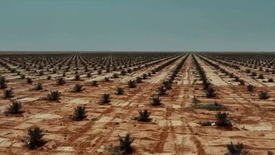 صحراء السماوة ستصبح غابات نخيل.. لقطات جوية من زراعة مليون شجرة