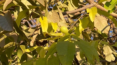 دار گوێزێک لە بیارە تازە بەھارییەتی و بەر دەگرێت