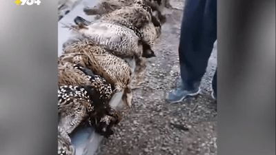 ئەو راوچیانەی لە کفری پۆڕیان راوکردبوو دەستگیرکران