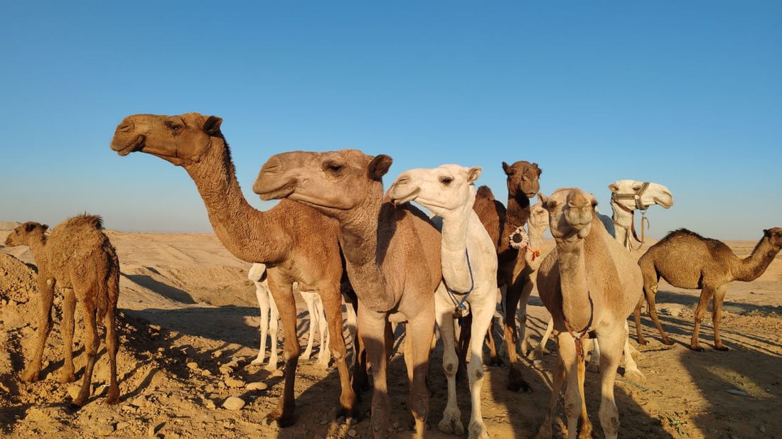 فيديو: البعران البيضاء الجميلة سرقت الأضواء في كركوك “وألبانها شفاء”