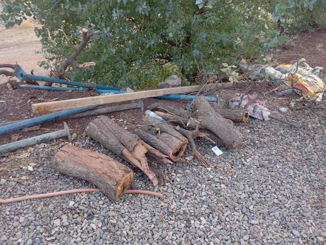 کۆمەڵێک داربەڕووی باڵابەرزی قەتڵوعام کرد؛ دەستگیر کرا