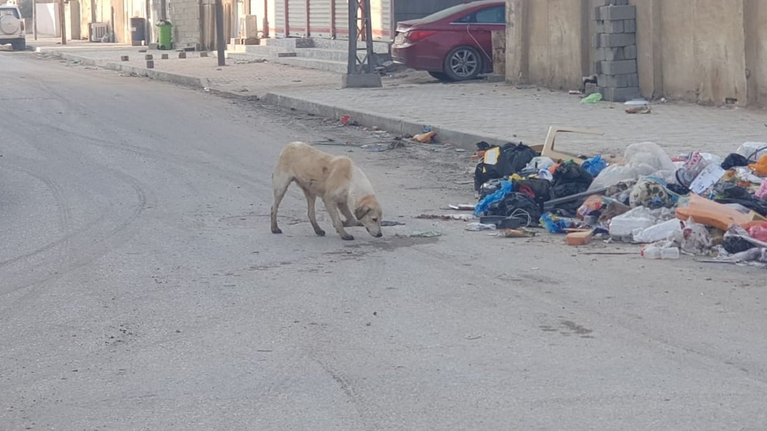 المسيب: كلاب سائبة تحاصر أطفال الإسكان الصناعي وتنهش 3 منهم