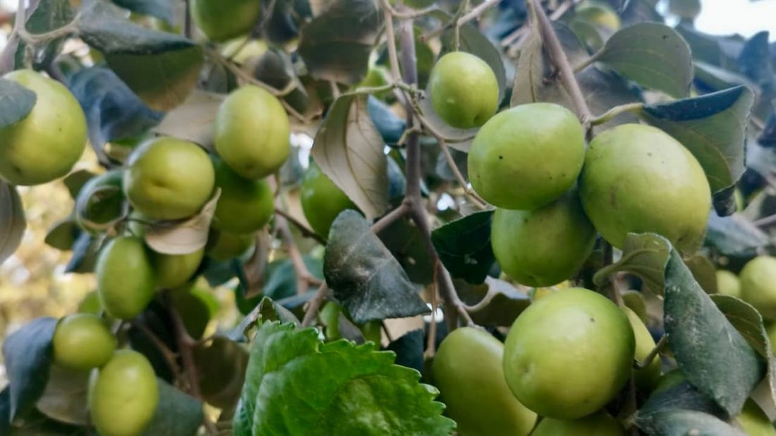 صور: مزارع بصري ينجح بتطعيم النبق التايلندي.. ثمرة بحجم كف اليد وكل 10 حبات كيلو!