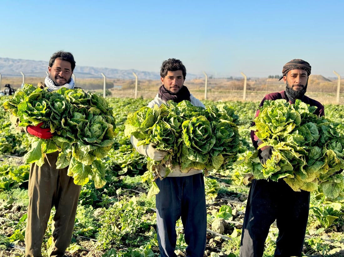 له‌ سێگردكان وه‌رزى لێكردنه‌وه‌ى كاهو ده‌ستپێكرد