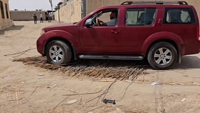 شاهد: السيارة تسحق قصب الهور لتظهر المادة البيضاء وتُصنع “البارية”