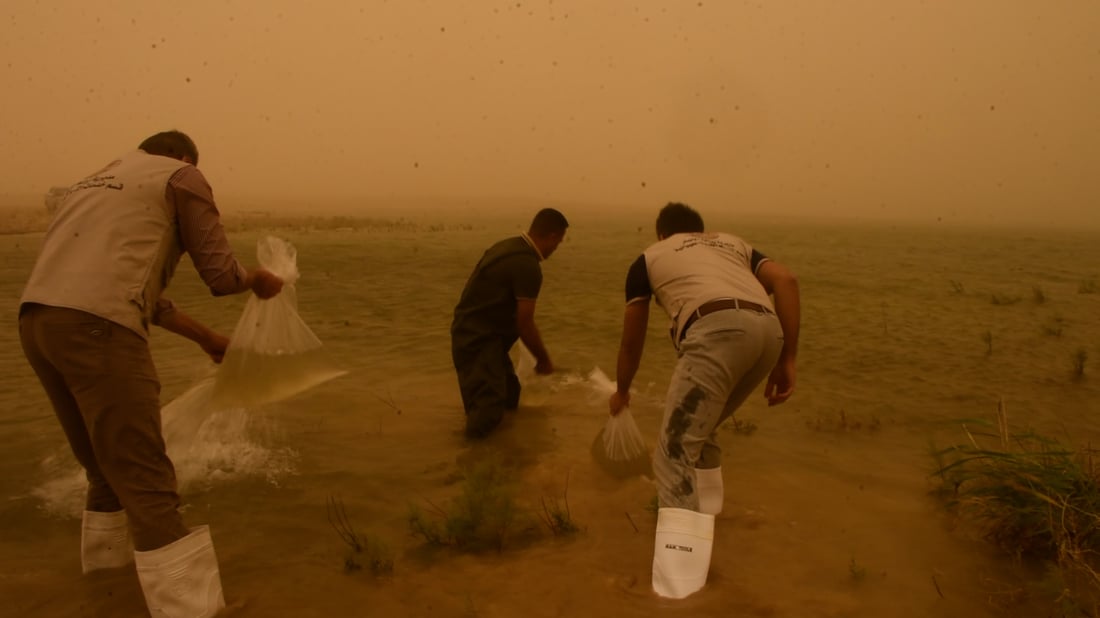 10 million carp released into Haditha Dam to boost fish stocks