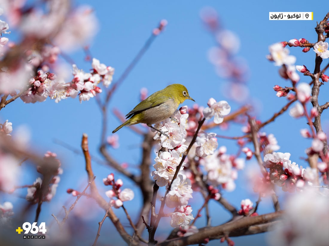 لەسەر تەختە دار دەینووسن؛ نزای خوێندکارانی ژاپۆن بۆ نمرەی بەرز