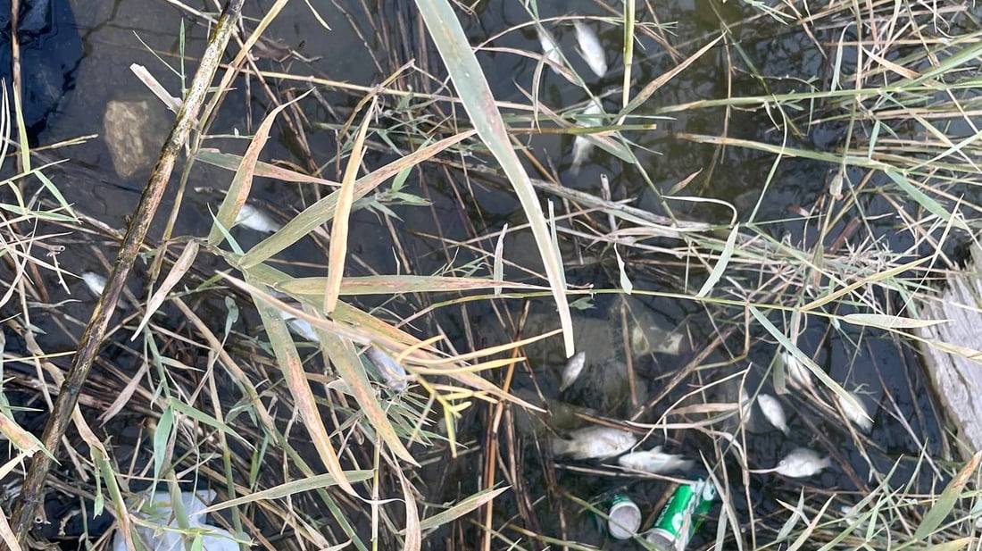 لكل قوي نهاية.. ماتت أسماك البلطي العنيدة في فرات البصرة والصيادون سعداء! (صور)