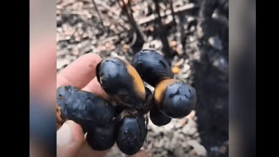 دارستانێكی خورما لە بەسرە ئاگر دەگرێت و سێ‌ قەزا بەشداری لە كوژاندنەوەی دەكەن