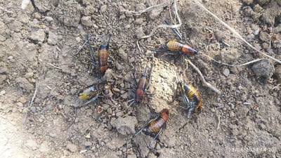 کولـلە تەنگی بە جوتیارانی پێنجوێن هەڵچنیوە