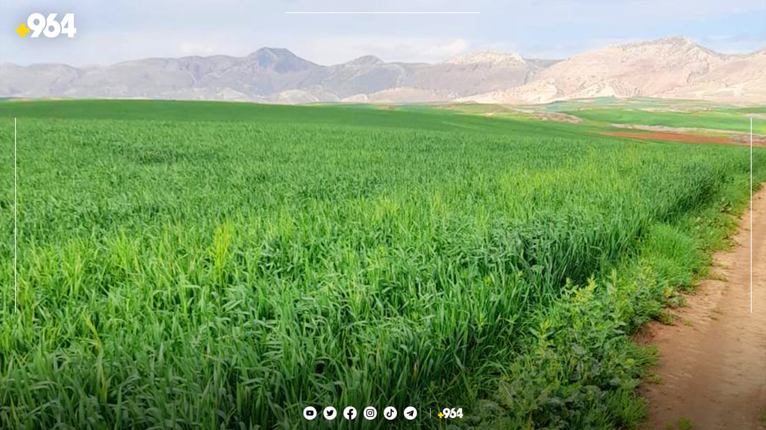 سن و كیسەڵە جوتیارانی كۆیه‌ی هەراسانكردووە