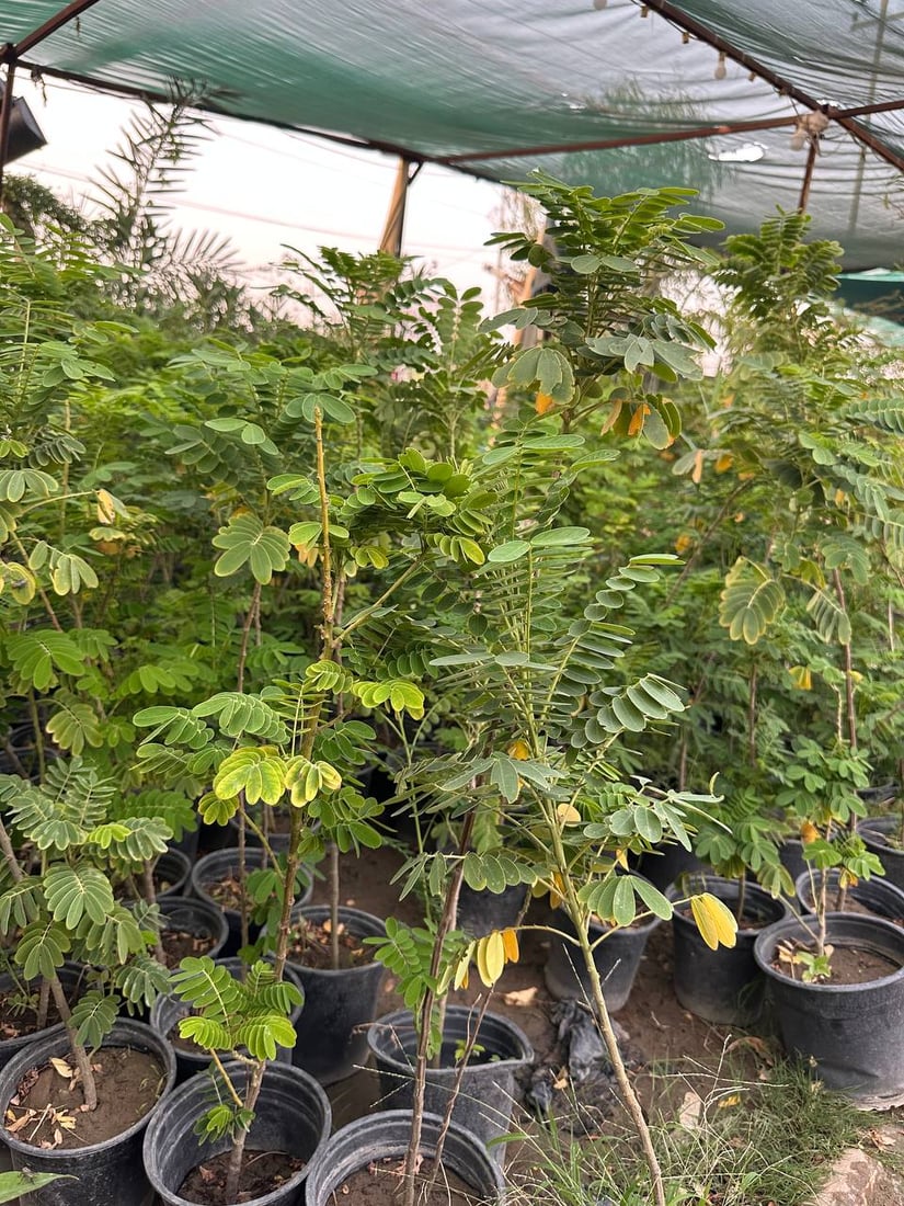 أوكسجين وخضرة دائمة.. سمعة “السبحبح” تزيح “الكاربس” السيء عن شوارع الكوت (صور)