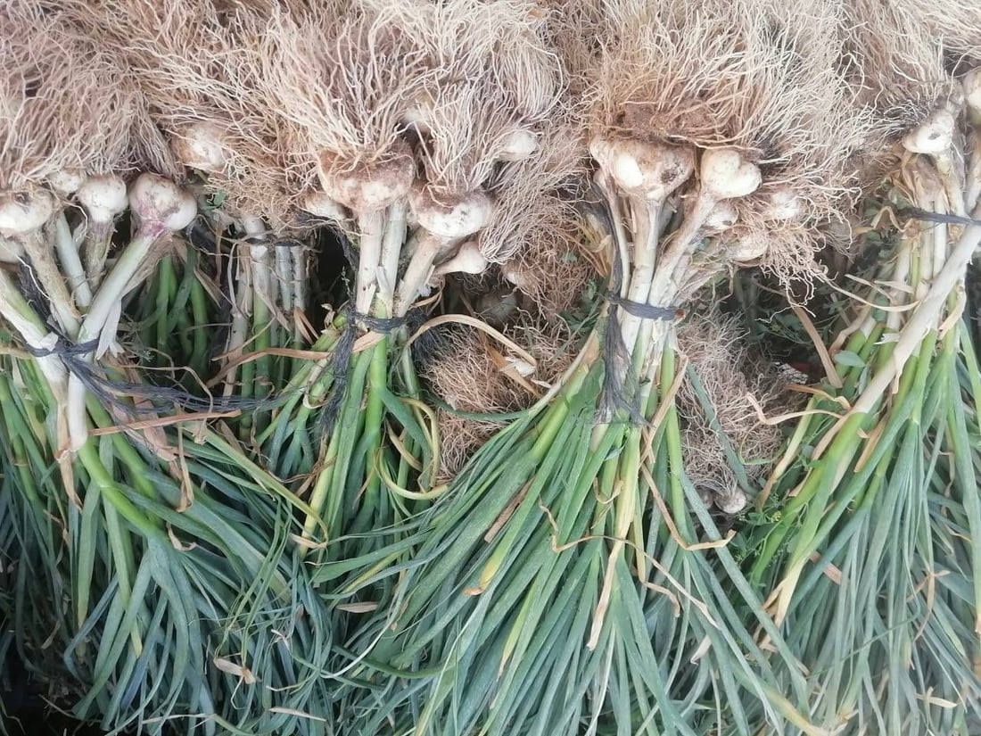 فضلاً عن الطماطة الشهيرة.. الزبير ملأت السوق بثوم أغلى من الكربلائي