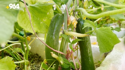 لە سەربانی خانووەکەی خەیار بەرهەم دەهێنێت