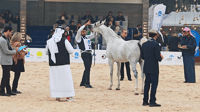 شاهد: بغداد تفحص جمال الخيول العربية في مهرجان واسع وإس...