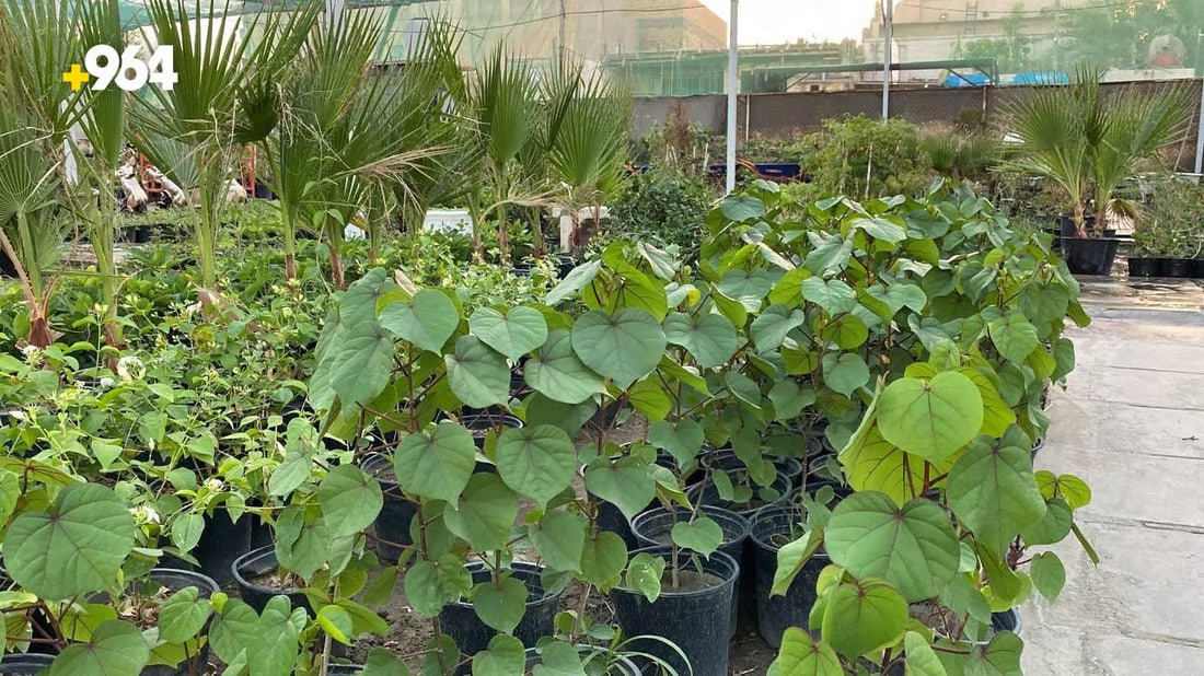 964mediaصورة من منصة (شبكة): 