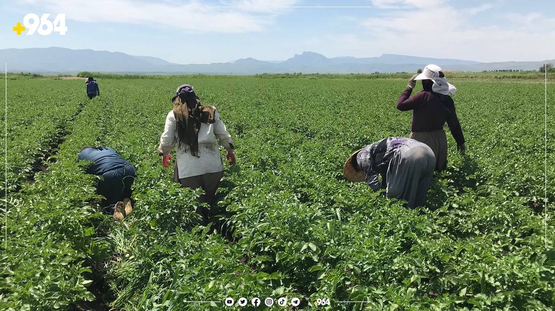 پەتاتە ئۆتۆمبێل بە جوتیارێک دەفرۆشێت