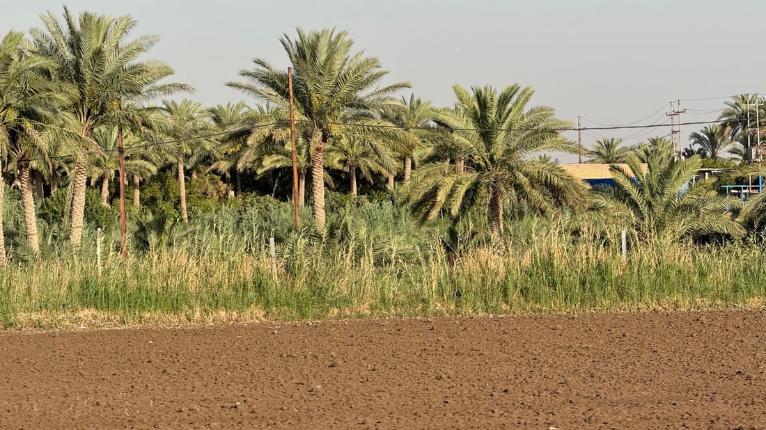 رائحة العنبر ستعود إلى مطابخكم.. أرقام وتوقعات أكبر موسم رز منذ سنين