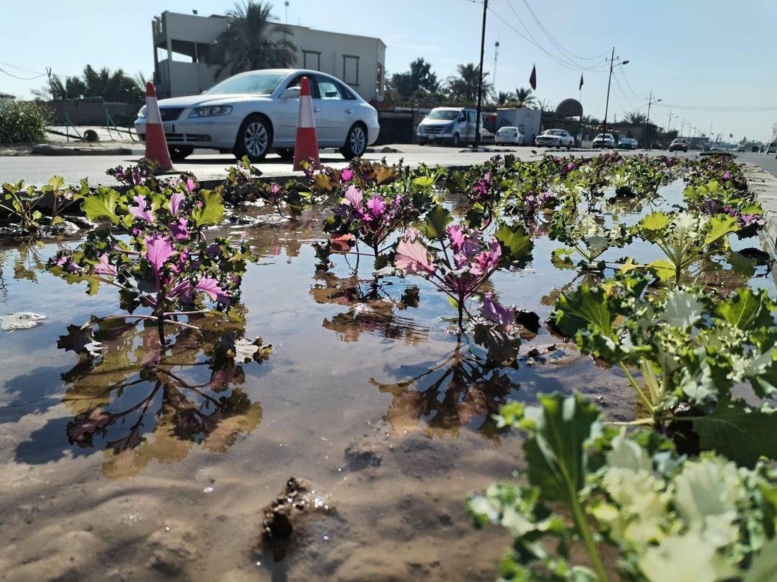 المشخاب تدعو أهلها للمشاركة في زراعة طريق القادسية.. أشجار أكاسيا بين الأقحوان