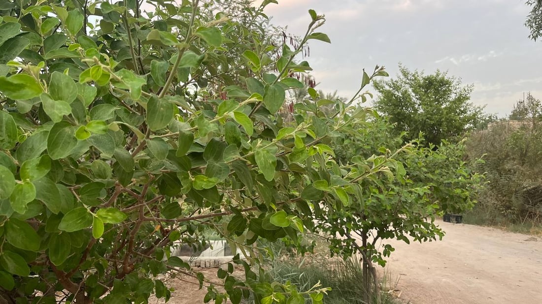 صور: رائحة السدر تملأ أرجاء البصرة.. أزهار النبك تفتحت والمثبّت يحميها من المطر