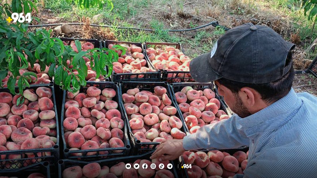 نۆبەرەی “قۆخ هەنجیر” لە دهۆك پێگەیی