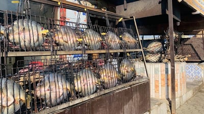 أسماك الشبوط والكارب تتسابق في القفزات.. والسماكة يفسرون ما يجري (صور)