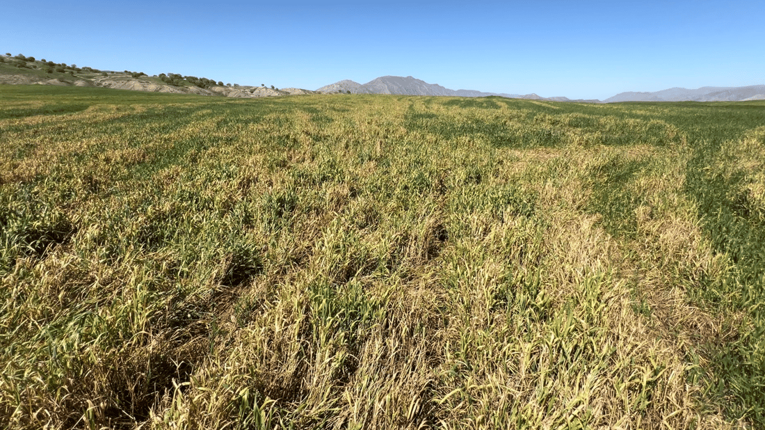 جوتیارانی راپەڕین ترسیان هەیە بێ بەرهەمی گەنم بن